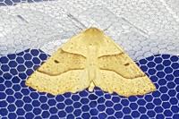 Crocallis elinguaria