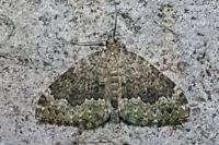 Colostygia olivata