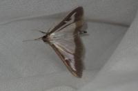 Cydalima perspectalis