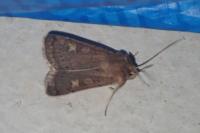 Xestia xanthographa