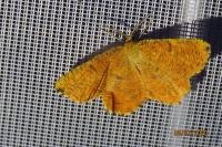 Angerona prunaria