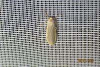 Katha depressa