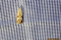 Catoptria gr. permutatellus