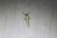 Eilema caniola