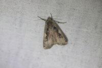 Xestia c-nigrum