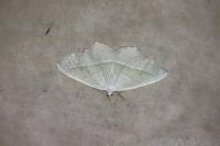 Campaea margaritaria