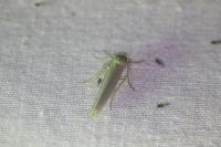 Eilema caniola