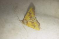 Atethmia centrago