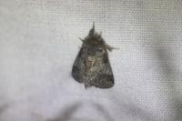 Thaumetopoea processionea