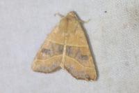 Atethmia centrago