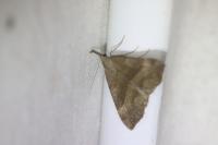 Hypena proboscidalis