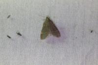 Hypsopygia glaucinalis
