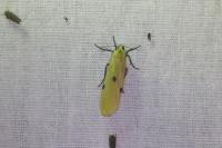 Lithosia quadra