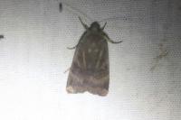 Noctua janthe/janthina