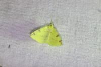 Opisthograptis luteolata