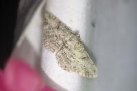 Peribatodes rhomboidaria rhomboidaria