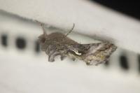 Autographa gamma