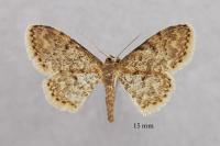 Idaea blaesii