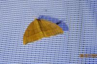 Watsonalla cultraria