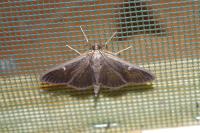 Cydalima perspectalis