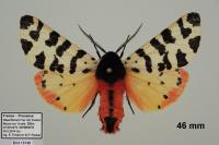 Arctia tigrina