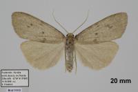 Apaidia rufeola
