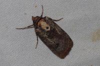 Epilecta linogrisea