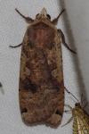 Noctua pronuba