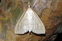 Paratalanta hyalinalis