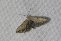 Araeopteron ecphaea