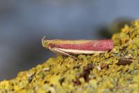 Oncocera semirubella