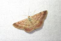 Scopula rubiginata