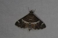 Spoladea recurvalis