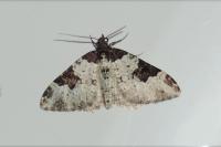 Xanthorhoe fluctuata