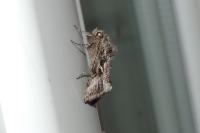 Autographa gamma