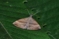 Hypena proboscidalis