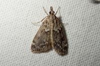 Eudonia