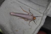 Eilema caniola