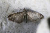 Eupithecia