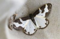 Lomaspilis marginata
