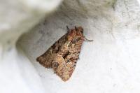 Mesapamea secalella/secalis