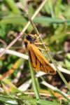 Setina aurita