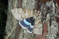 Catocala fraxini