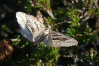 Scotopteryx peribolata