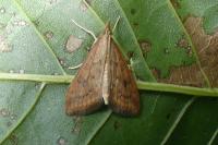 Udea ferrugalis