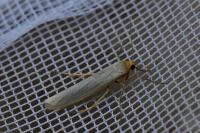 Eilema caniola