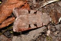 Eugnorisma glareosa
