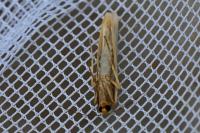 Eilema caniola