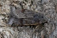 Anchoscelis lunosa