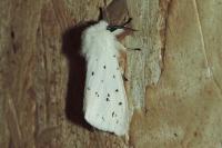 Spilosoma lubricipeda